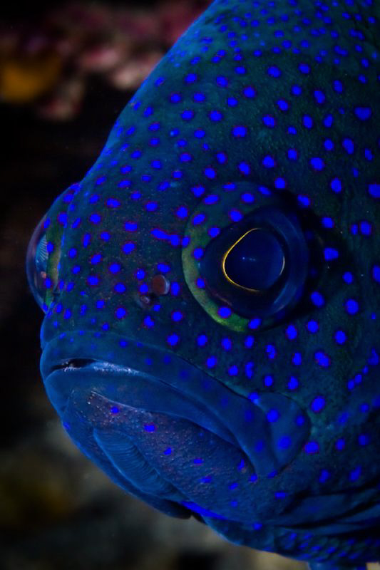 Western Blue Devil under the Busselton Jetty. Canon 20D T... by Mick Tait 