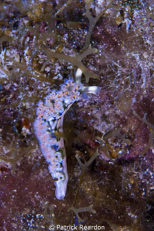 Lettuce slug taken along the North Wall, just off Rum Poi... by Patrick Reardon 