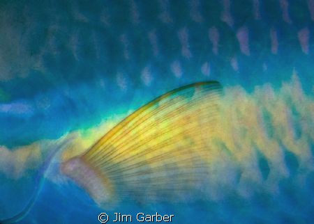 Parrot Pectoral Fin.  Bonaire by Jim Garber 