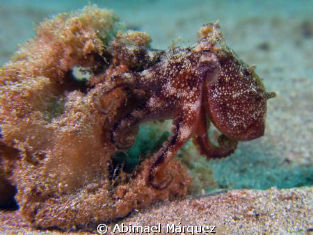 Baby Octopus by Abimael Márquez 