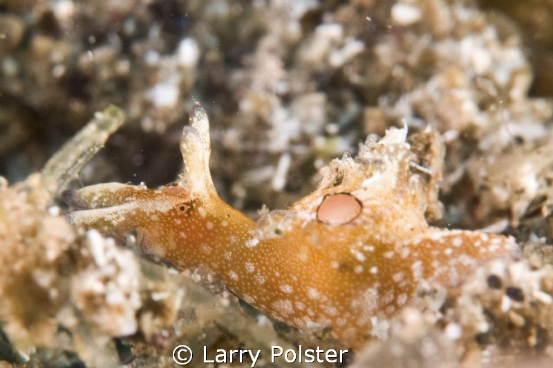 Nudi ? looks like rhino but has eyes and unusual respirat... by Larry Polster 
