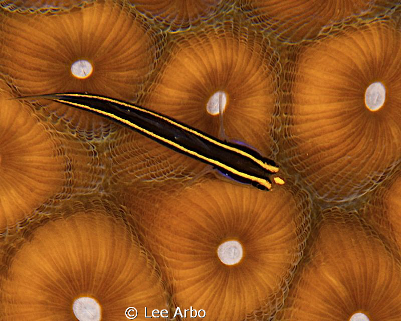 Goby perched upon  coral by Lee Arbo 