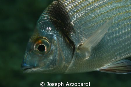 silver dream by Joseph Azzopardi 
