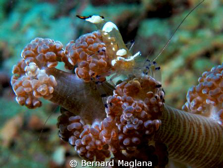 I missed this dive site - Paradise Island, House Reef. Ea... by Bernard Maglana 
