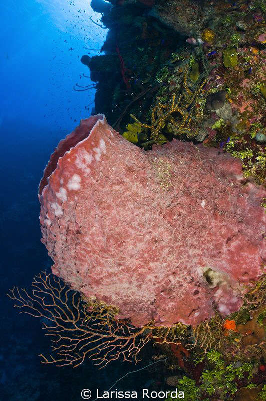 A barrel sponge at Mixing Bowl, Little Cayman. by Larissa Roorda 