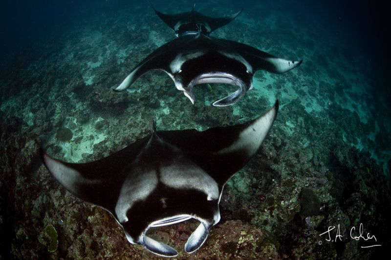 Manta birostris. by Julian Cohen 