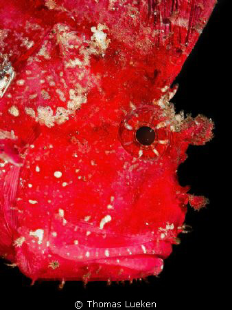 found in Lembeh; d200 by Thomas Lueken 