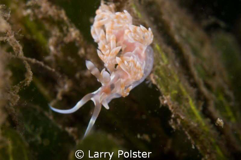 Another rare find in St. Vincent by Kay of Indigo Dive. D... by Larry Polster 