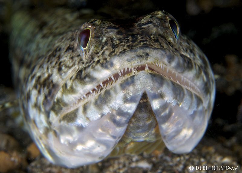 Sand diver or Lizardfish found in Lembeh by Debi Henshaw 