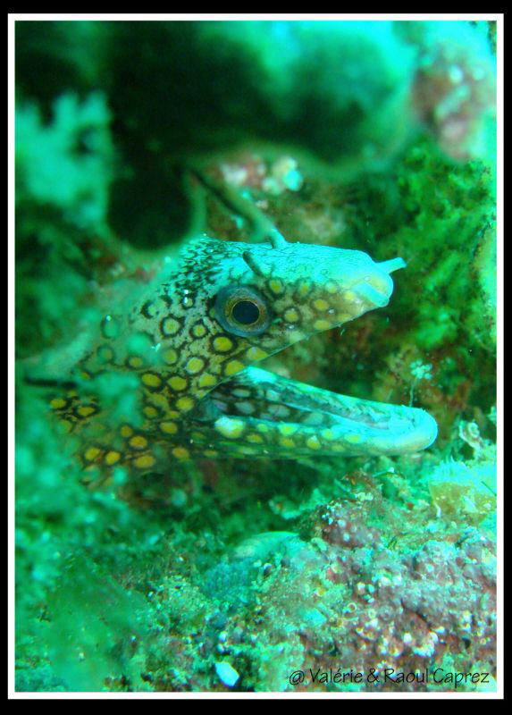 Hello !!! by Raoul Caprez 