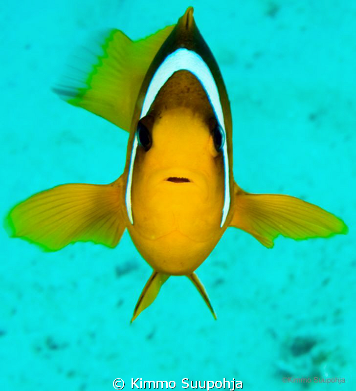Face-to-face with a Nemo by Kimmo Suupohja 