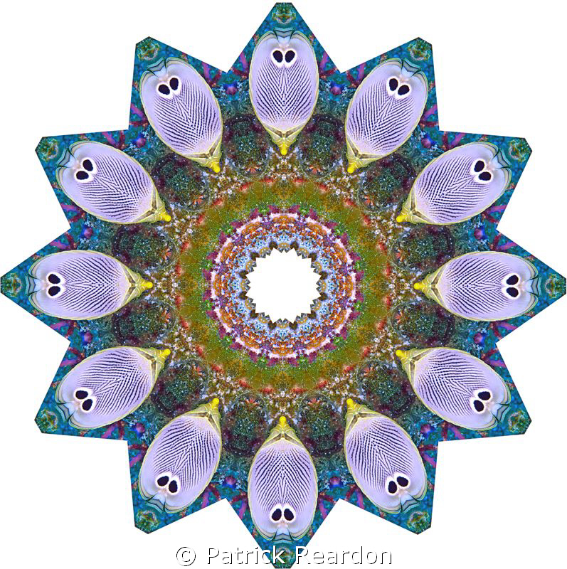Kaliedoscopic image created from a shot of butterfly fish. by Patrick Reardon 