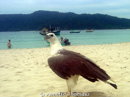 Found this guy just taking a walk on the beach, apparentl... by Annette Thomasz 