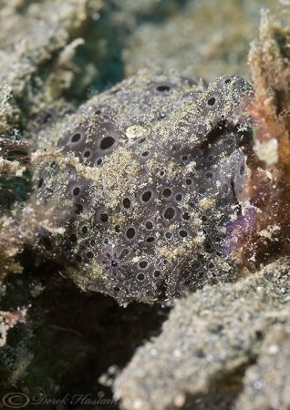 Painted frogfish. Lembeh straits. D200, 60mm. by Derek Haslam 