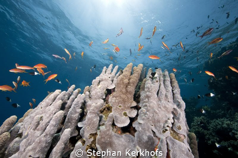 Goniopora taken in ras Ghozlani. by Stephan Kerkhofs 