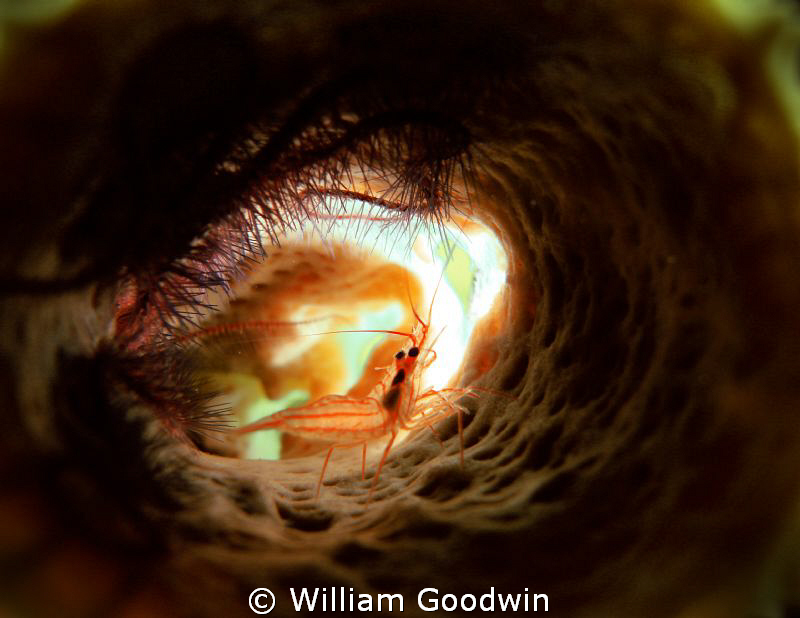 Tiny juvenile Peppermint Shrimp inside a branching vase s... by William Goodwin 