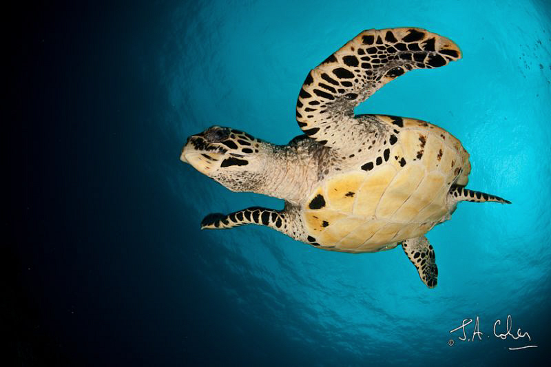 Hawksbill Turtle by Julian Cohen 
