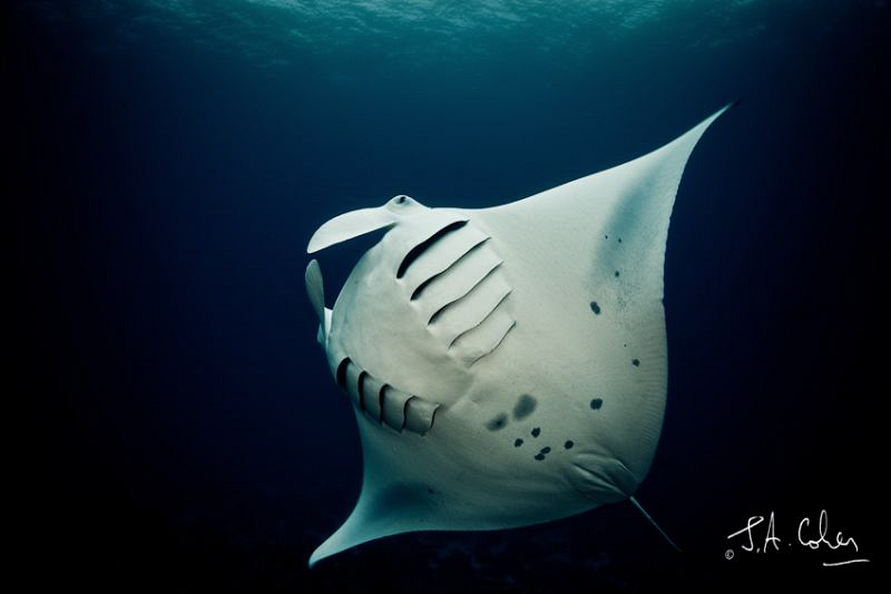 Manta birostris by Julian Cohen 
