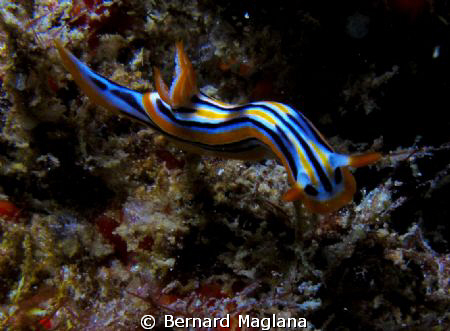 Nudi by Bernard Maglana 