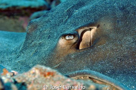 Eye of an eagle ray, Gruta do Ilhéu de Cima, Porto Santo,... by José Carvalho 