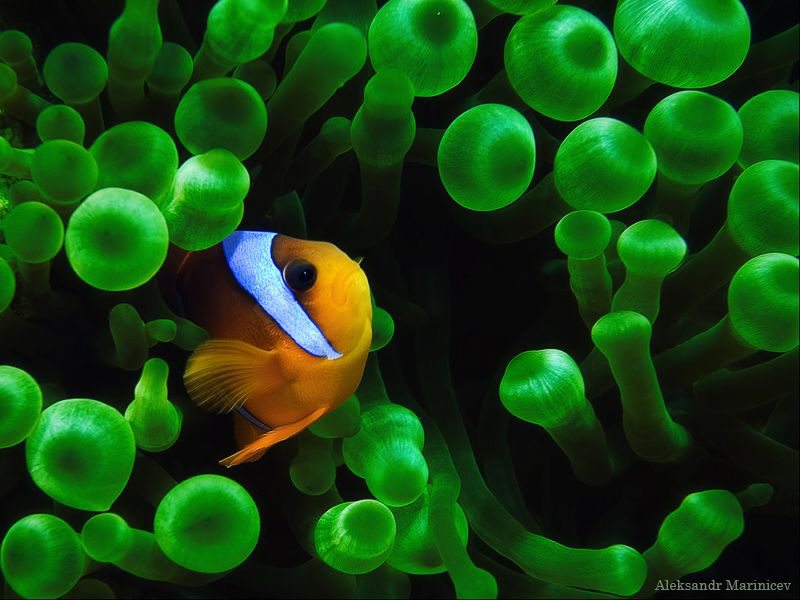 Anemone fish (Cloun) by Aleksandr Marinicev 