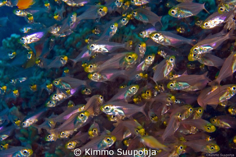 Glassfish soup by Kimmo Suupohja 