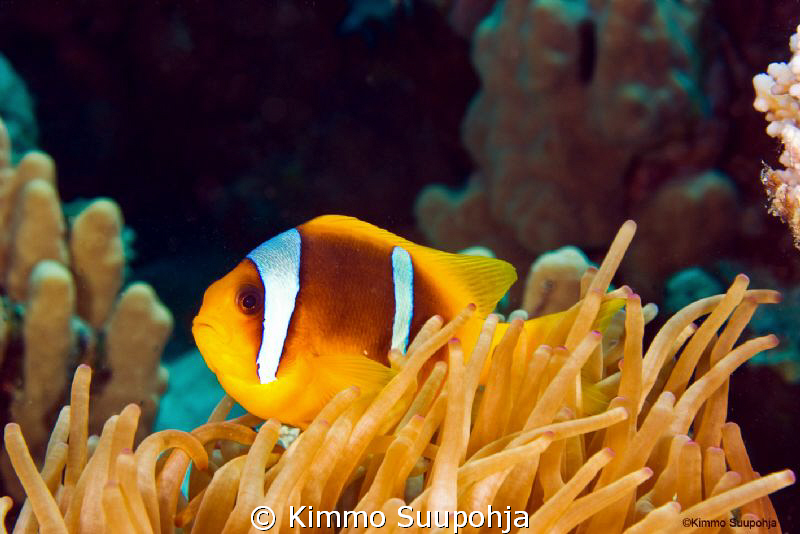A Lonely Nemo by Kimmo Suupohja 