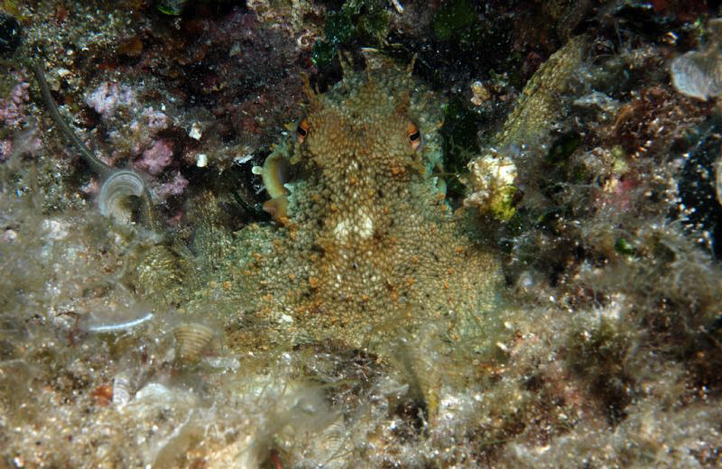 Octopus trying to hide. by Andy Kutsch 