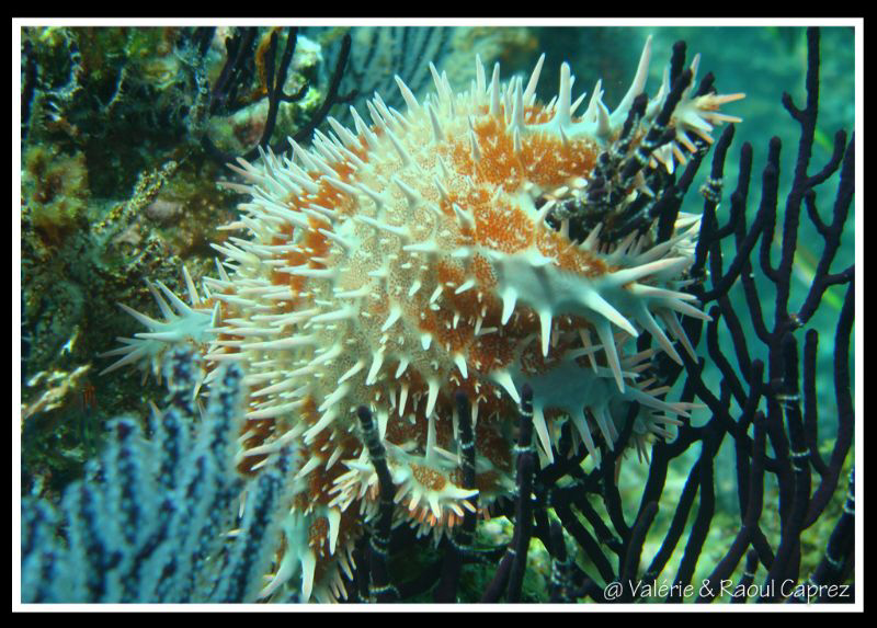 Nice but not nice for the coral ! by Raoul Caprez 