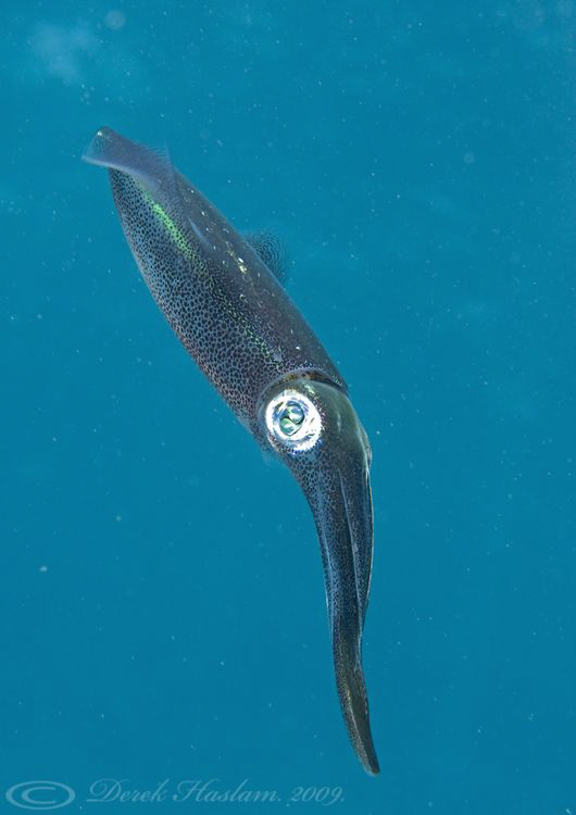 Reef squid. Marsa Alam. D3, 105mm. by Derek Haslam 