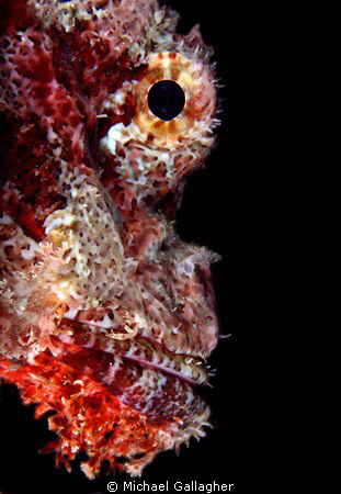 Scorpionfish portrait, taken at night in the Red Sea by Michael Gallagher 