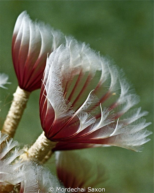 Flower the people you love with love... by Mordechai Saxon 