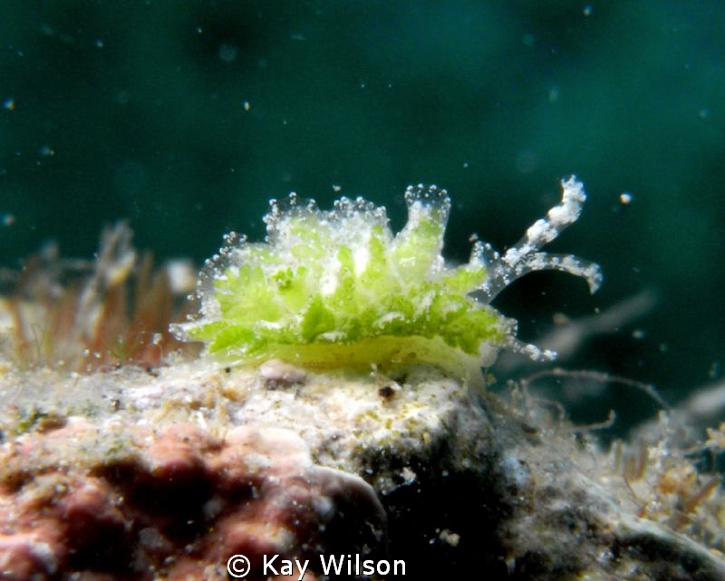 Unidentified nudibranch, approx size 10mm
www.facebook.c... by Kay Wilson 