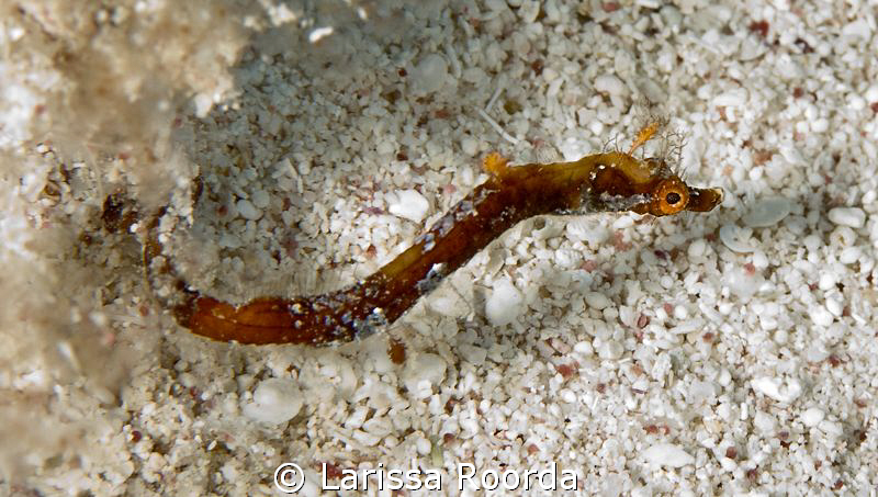 Pipehorse (Acentronura dendritica) taken in Little Cayman... by Larissa Roorda 