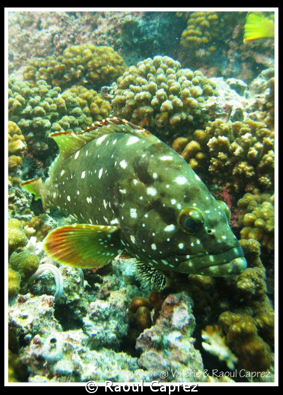Taken in the Cortez Sea by Raoul Caprez 