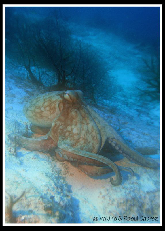 Met just before the safety stop ... by Raoul Caprez 