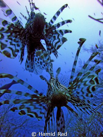 Lionfish x 2 in Maaya Thila, Maldives by Hamid Rad 