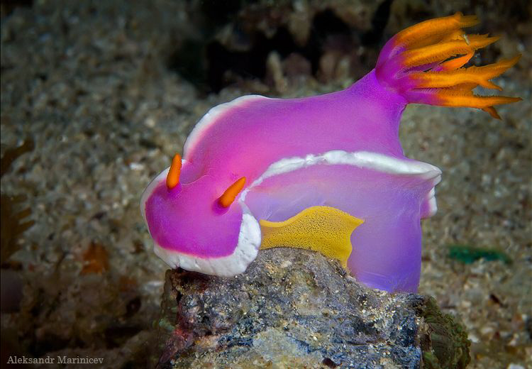 Risbecia Apolegma lays eggs by Aleksandr Marinicev 