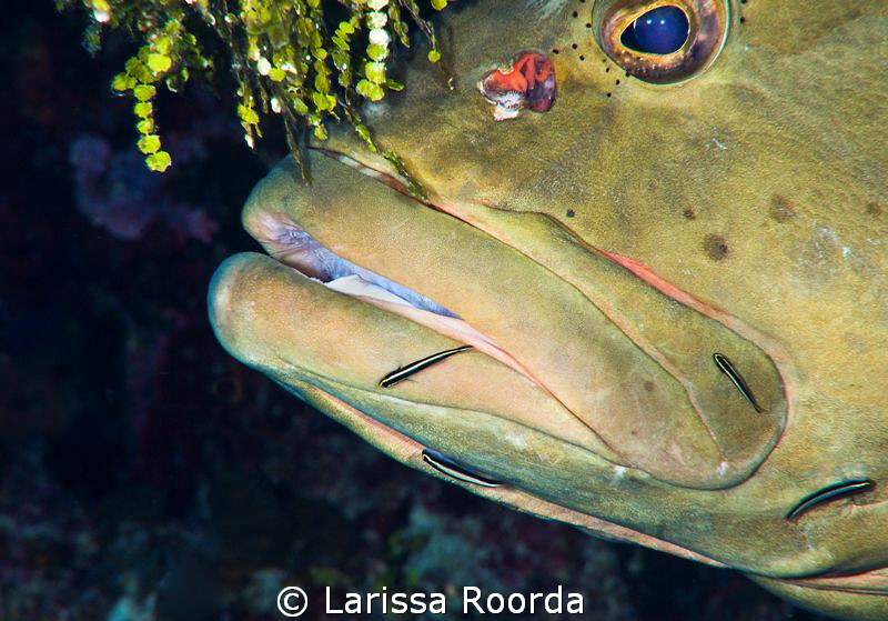 Grouper getting detailed.  Little Cayman
105mm  Nikon D300 by Larissa Roorda 