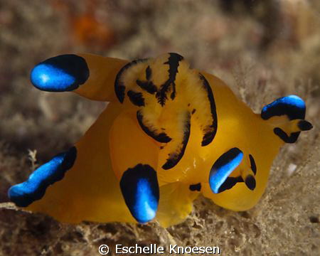 Nudi, indian ocean, Khor Fhakkan. by Eschelle Knoesen 