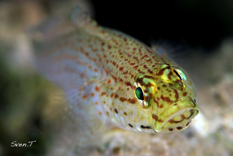 Golden goby (Gobius xanthocephalus) by Sven Tramaux 