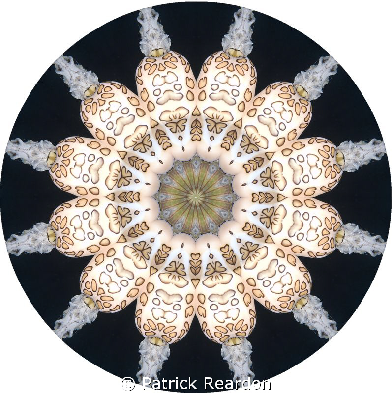 Kaliedoscopic image of a flamingo tongue on coral. by Patrick Reardon 