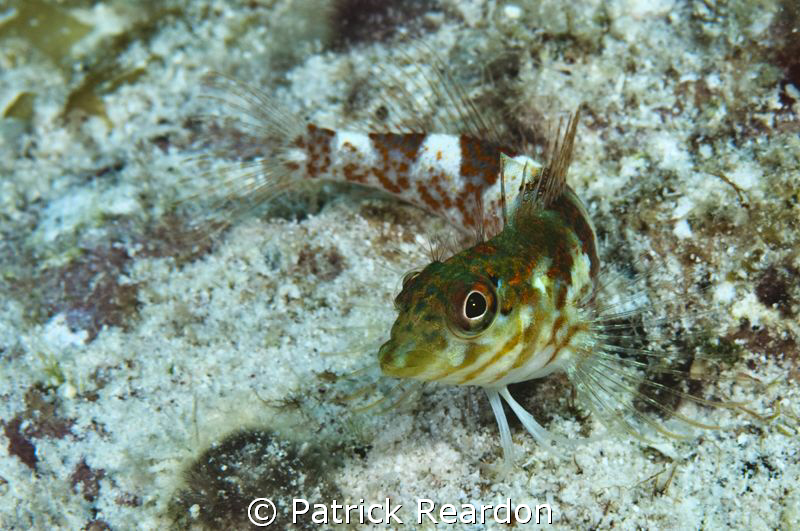 A saddleback blenny poses with a "Mona Lisa" smile and bi... by Patrick Reardon 