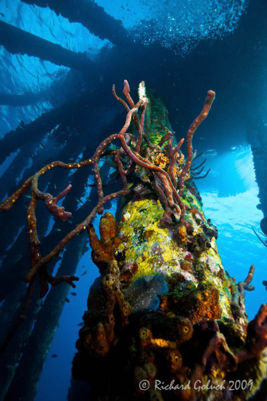 Salt Pier-Bonaire-Canon 16-35 mm by Richard Goluch 