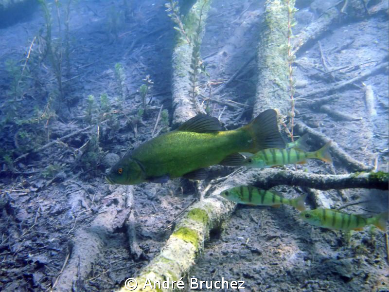 longimanus avec 3 r��moras! non(lol) tanche avec 3 perches. by André Bruchez 