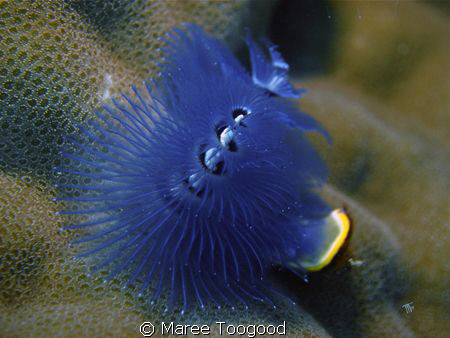 Taken Pango Cove Vila Vanuatu. The Christmas Tree Worm (S... by Maree Toogood 