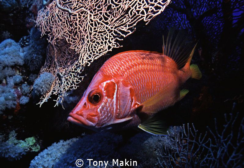 Squirrelfish by Tony Makin 