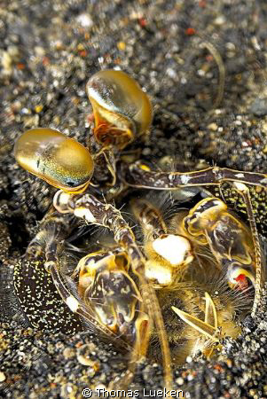 found in Lembeh; d200 by Thomas Lueken 