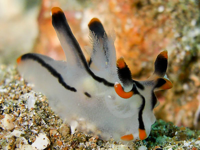 Taken with the old casio exilim, no strobe, off Anilao by Andrew Macleod 