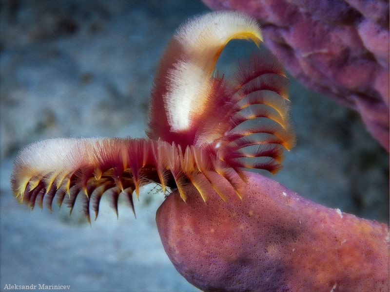 "Butterfly"
Indian tubeworm by Aleksandr Marinicev 